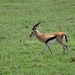 4d Ngorongoro krater _DSC00225