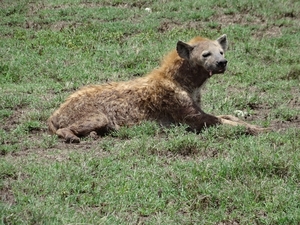4d Ngorongoro krater _DSC00232