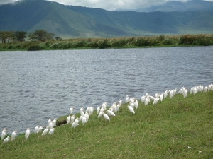 4d Ngorongoro krater _DSC00241_P1210522