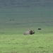 4d Ngorongoro krater _DSC00244