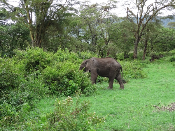 4d Ngorongoro krater _DSC00249