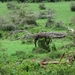4d Ngorongoro krater _DSC00253