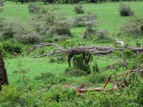4d Ngorongoro krater _DSC00253