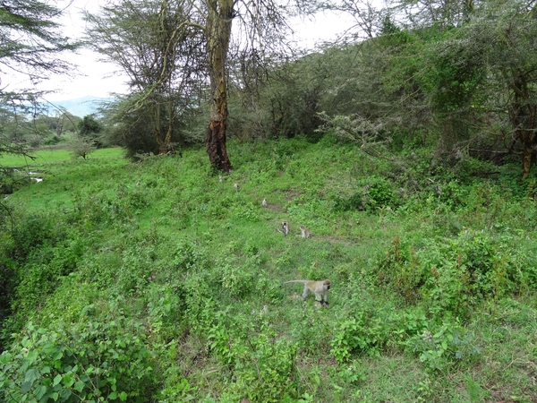 4d Ngorongoro krater _DSC00255