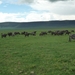 4d Ngorongoro krater _P1210524