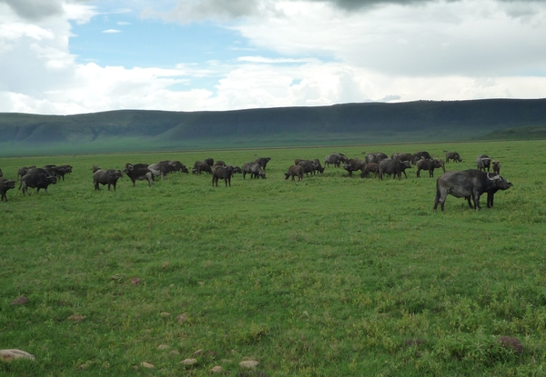 4d Ngorongoro krater _P1210524