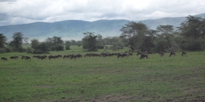 4d Ngorongoro krater _P1210530