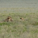 5d Serengeti, leeuwen, _DSC00274