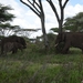 5d Serengeti, olifanten, _DSC00275