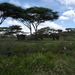 5d Serengeti, olifanten, _DSC00276