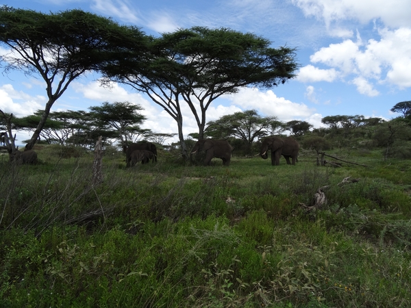 5d Serengeti, olifanten, _DSC00276