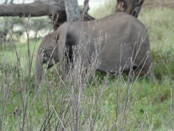 5d Serengeti, olifanten, _DSC00277