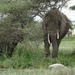 5d Serengeti, olifanten, _DSC00278