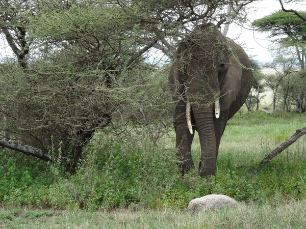 5d Serengeti, olifanten, _DSC00278