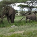 5d Serengeti, olifanten, _DSC00279