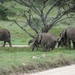 5d Serengeti, olifanten, _DSC00280