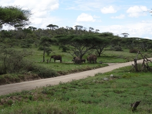 5d Serengeti, olifanten, _DSC00281
