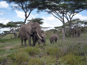 5d Serengeti, olifanten, _P1210585