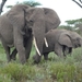 5d Serengeti, olifanten, _P1210586