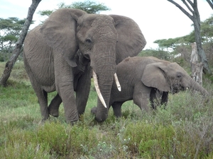 5d Serengeti, olifanten, _P1210586