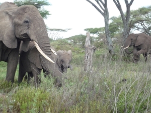 5d Serengeti, olifanten, _P1210587