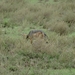 5d Serengeti, wildlive, _DSC00295
