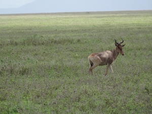 5d Serengeti, wildlive, _DSC00301