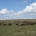 5e Serengeti, gnoes trek, _DSC00303