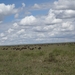5e Serengeti, gnoes trek, _DSC00304