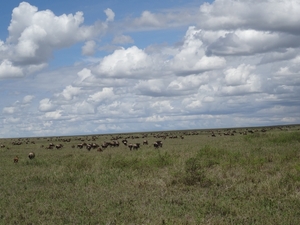 5e Serengeti, gnoes trek, _DSC00304