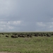 5e Serengeti, gnoes trek, _DSC00305