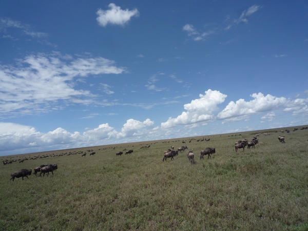 5e Serengeti, gnoes trek, _P1210588