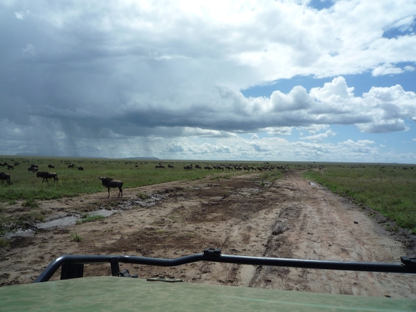 5e Serengeti, gnoes trek, _P1210589