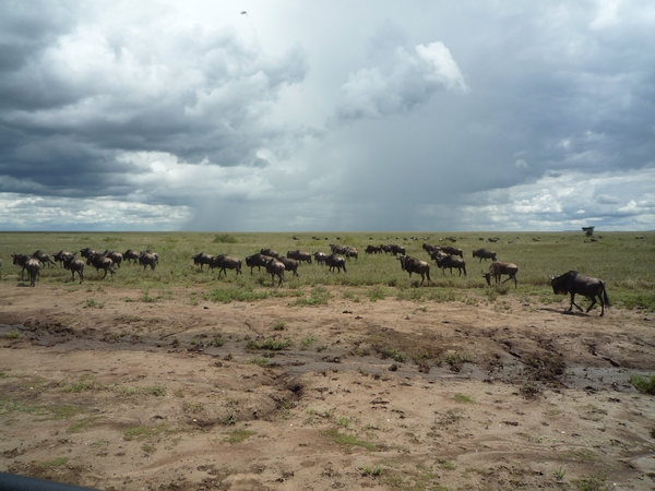 5e Serengeti, gnoes trek, _P1210590