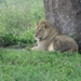 5e Serengeti, leeuwen _DSC00306