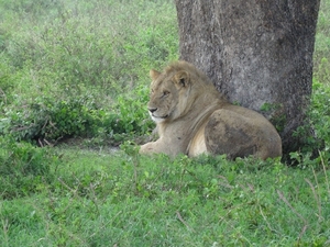 5e Serengeti, leeuwen _DSC00306
