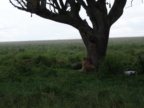 5e Serengeti, leeuwen _DSC00309