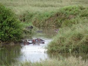 5e Serengeti, nijlpaarden _DSC00312