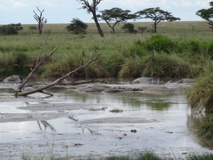 5e Serengeti, nijlpaarden _DSC00313