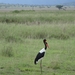 5e Serengeti, wildlive _DSC00314