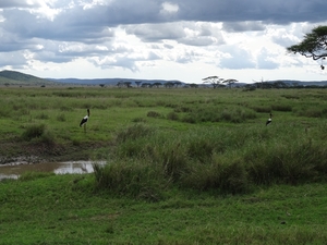 5e Serengeti, wildlive _DSC00315