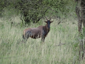 5h Serengeti, wildlive _DSC00322