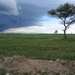 5h Serengeti, wildlive _DSC00323