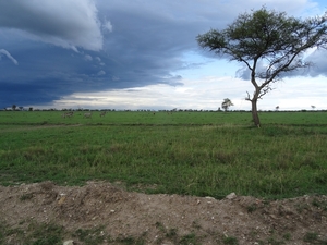 5h Serengeti, wildlive _DSC00323