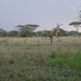 5i Serengeti, tentenkamp _DSC00326