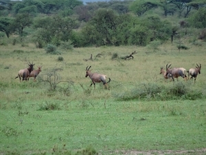 5j Serengeti, safari, _DSC00347