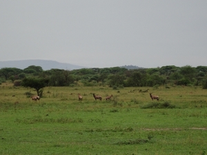 5j Serengeti, safari, _DSC00348