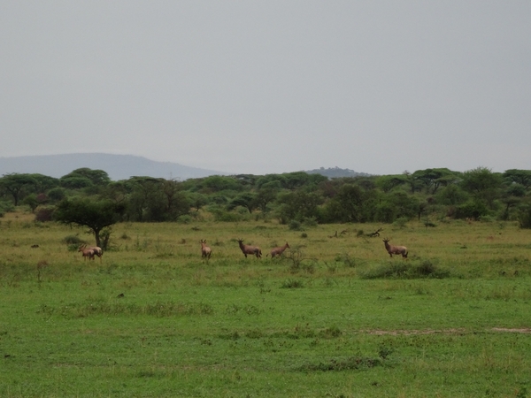 5j Serengeti, safari, _DSC00348