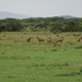 5j Serengeti, safari, _DSC00349
