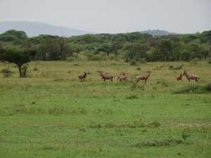 5j Serengeti, safari, _DSC00349